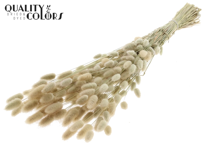 Lagurus Premium per bunch Natural