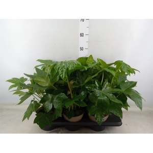 Fatsia japonica   ...