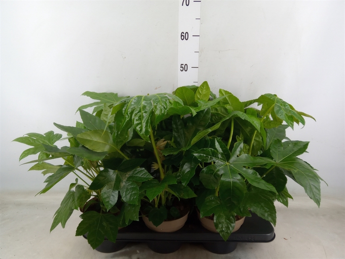 <h4>Fatsia japonica   ...</h4>