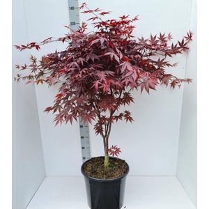 Acer palmatum Bloodgood