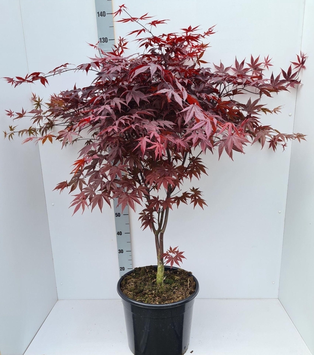 <h4>Acer palmatum Bloodgood</h4>