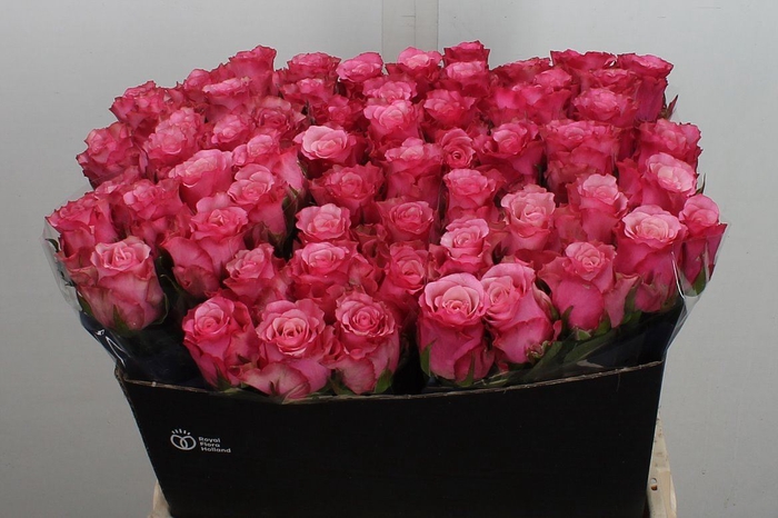 <h4>Rosa GR 'Ramonda'</h4>