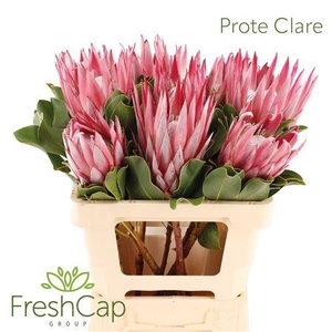 Protea Clare