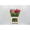 Nerine Mix