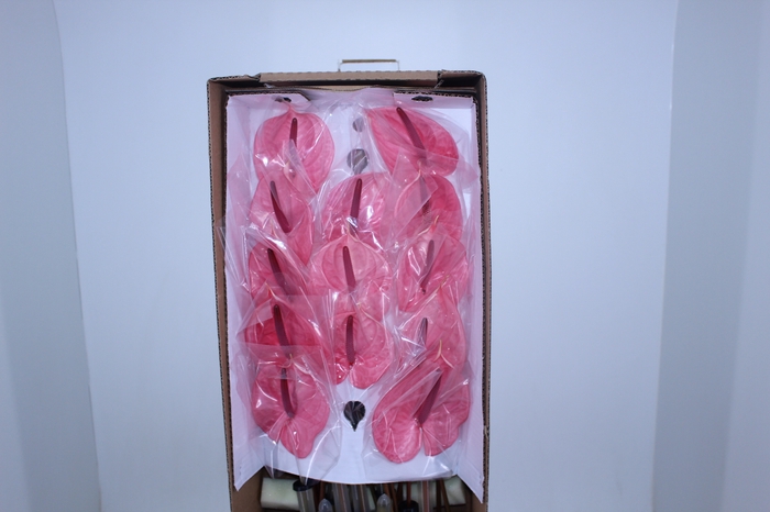 ANT CANDY 11/13 040 CM DIAM MIN 11 CM ROSA