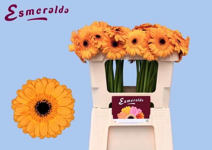 <h4>GE MI TWEETY</h4>