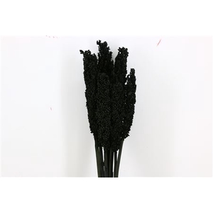 DRIED SORGHUM 6PC BLACK BUNCH