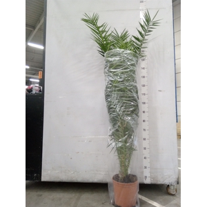 Phoenix canariensis