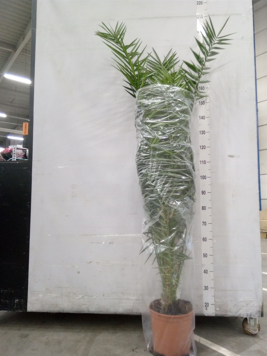<h4>Phoenix canariensis</h4>