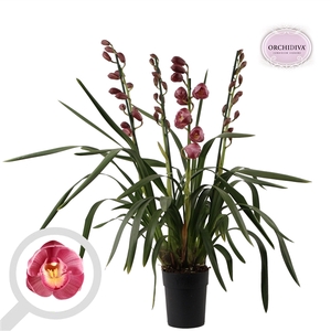 Cymbidium donker roze 3-4 tak