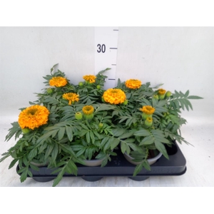 Tagetes erecta 'Taishan Orange'
