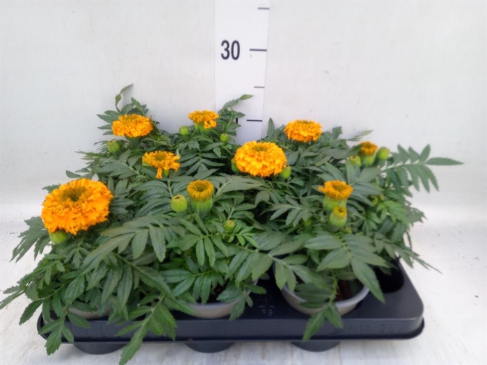 <h4>Tagetes erecta 'Taishan Orange'</h4>