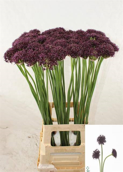 <h4>ALLIUM ATROPURPEREUM</h4>