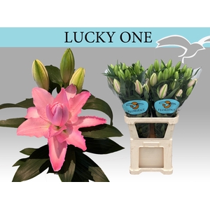 LI OR DU LUCKY ONE