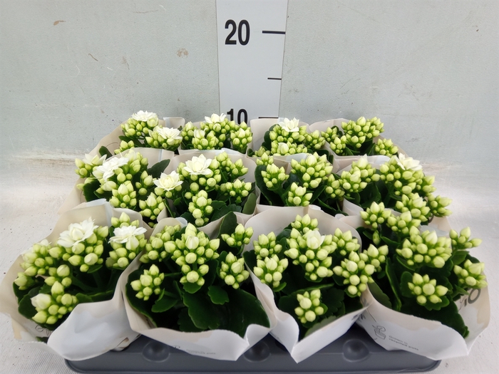 <h4>Kalanchoe blos. 'RosFlow Sia'</h4>