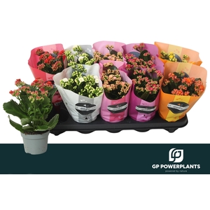 KAL GE PERF GEM 6 KL