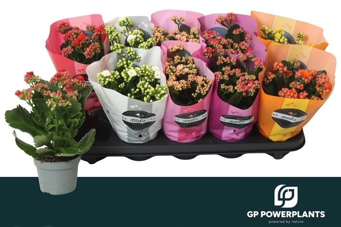 <h4>KAL GE PERF GEM 6 KL</h4>