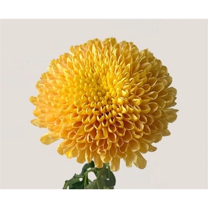 Chrys Empress Orange