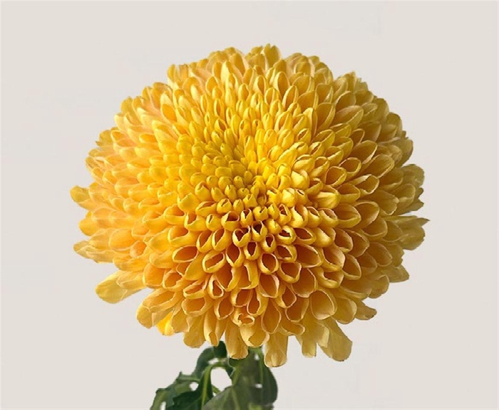 <h4>Chrys Empress Orange</h4>