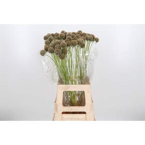 Scabiosa Stell Zaaddoos