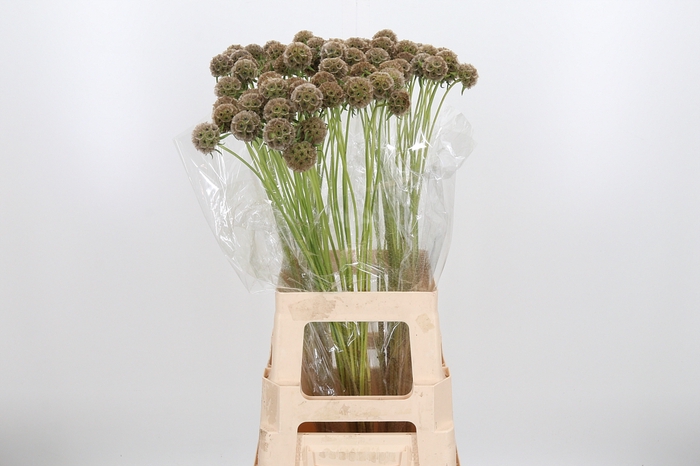 <h4>Scabiosa Stell Zaaddoos</h4>