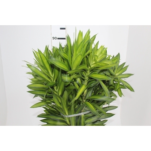FOLHAGEM DRACENA PLEOMELE LIMÃO