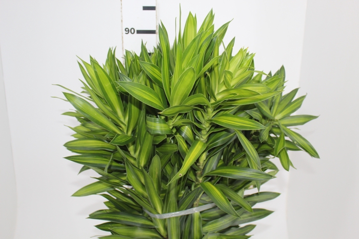 <h4>FOLHAGEM DRACENA PLEOMELE LIMÃO</h4>