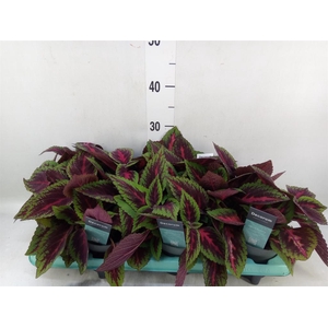 Plectranthus col. 'MSt Ruby Road'