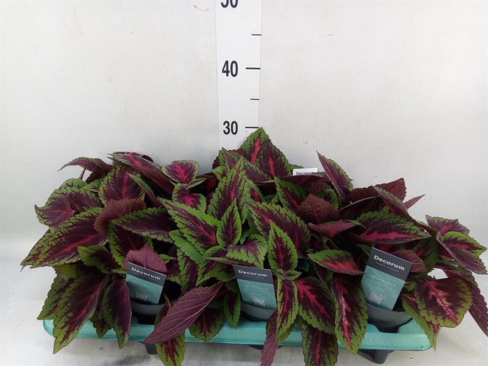 <h4>Plectranthus col. 'MSt Ruby Road'</h4>