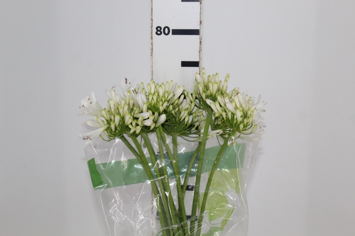 <h4>AGAPANTHUS BRANCO</h4>