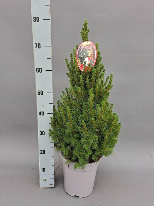 <h4>PICEA GL DECEMBER</h4>