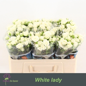R TR WHITE LADY