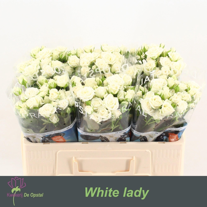 <h4>R TR WHITE LADY</h4>