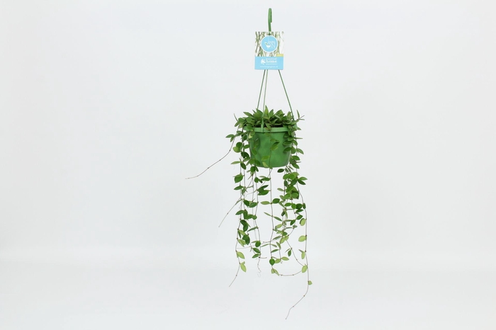 <h4>HangonGreen Hoya Puber 14 cm</h4>