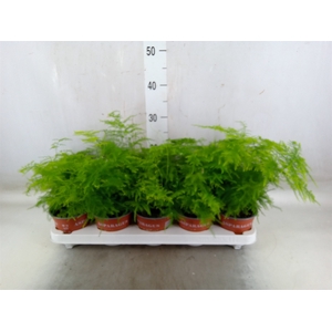 Asparagus setaceus
