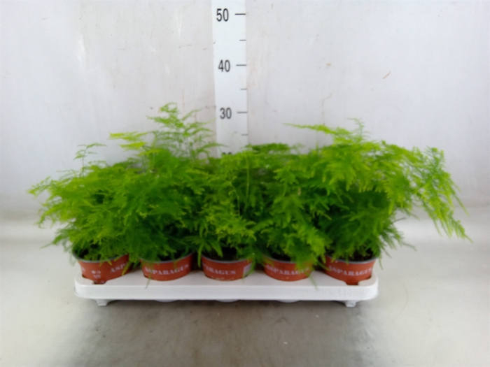 <h4>Asparagus setaceus</h4>