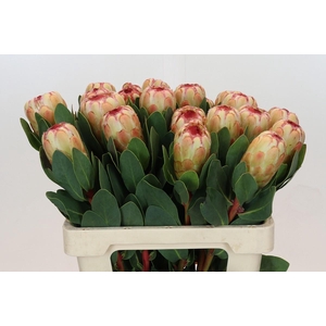Protea Grandicolor