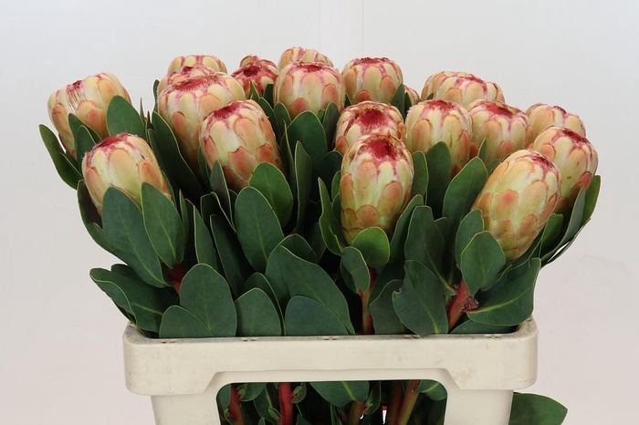 <h4>Protea Grandicolor</h4>