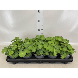 Alchemilla mollis
