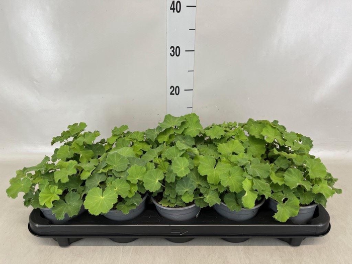 <h4>Alchemilla mollis</h4>