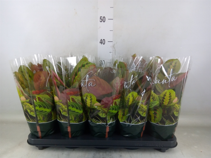 <h4>Maranta leuc. 'Fascinator'</h4>