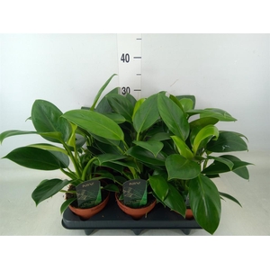 Philodendron  'Green Princess'