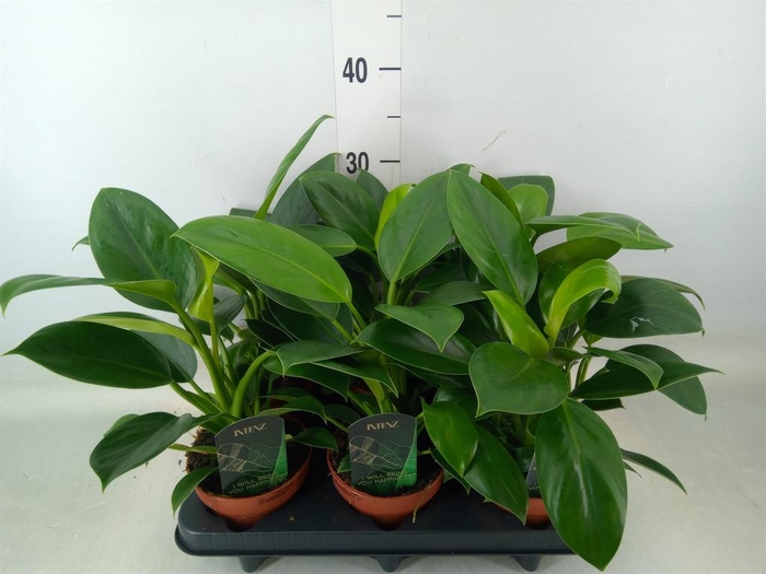 <h4>Philodendron  'Green Princess'</h4>