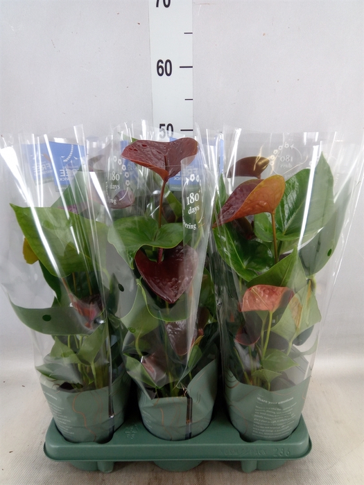 <h4>Anthurium  'Black Love'</h4>