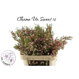 CHAME UN MY SWEET 16