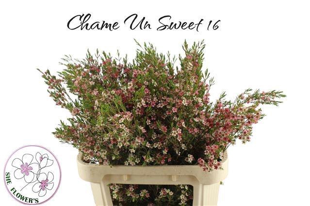 <h4>CHAME UN MY SWEET 16</h4>