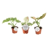 Syngonium
