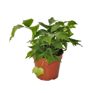 Cyrtomium Falcatum (Winterhard)