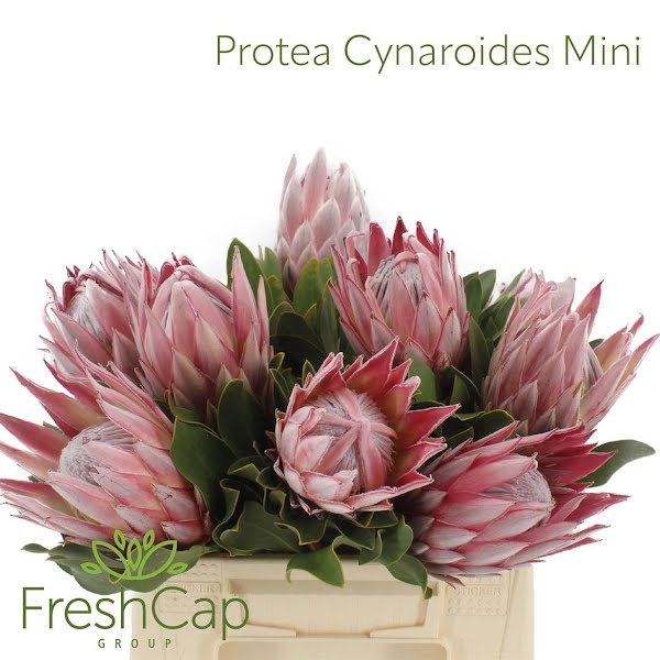 <h4>Protea Cynaroides Mini</h4>