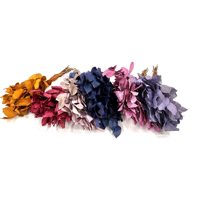 <h4>Salal tips mini dried per bunch Mixed Colours</h4>